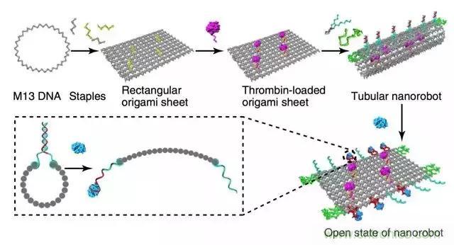 中美科學(xué)家聯(lián)手，用DNA納米機器人殺死癌細胞